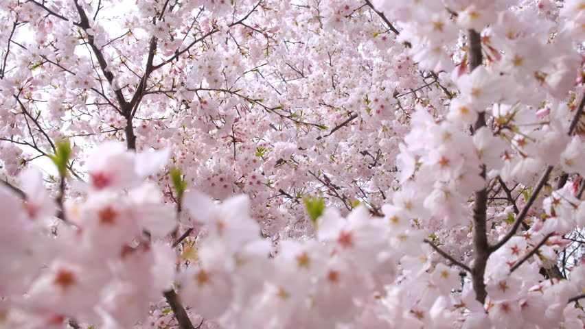 Cherry blossom trees in the countryside of Kyoto.
