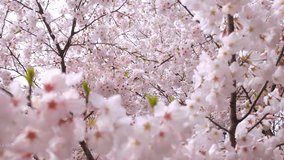 Cherry blossom trees in the countryside of Kyoto. - Powered by Shutterstock - Get 15% off with code: PIKWIZARD15