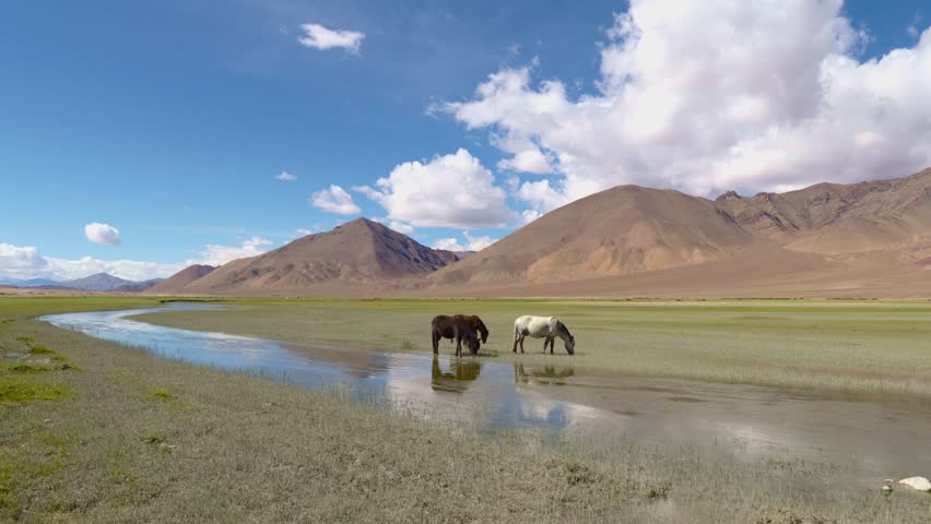 Tibetan Wild Ass grazing in lush green valley reflected in sweeping river water way, Hanle, a remote mountainous protected area with deep blue sky, Ladakh.