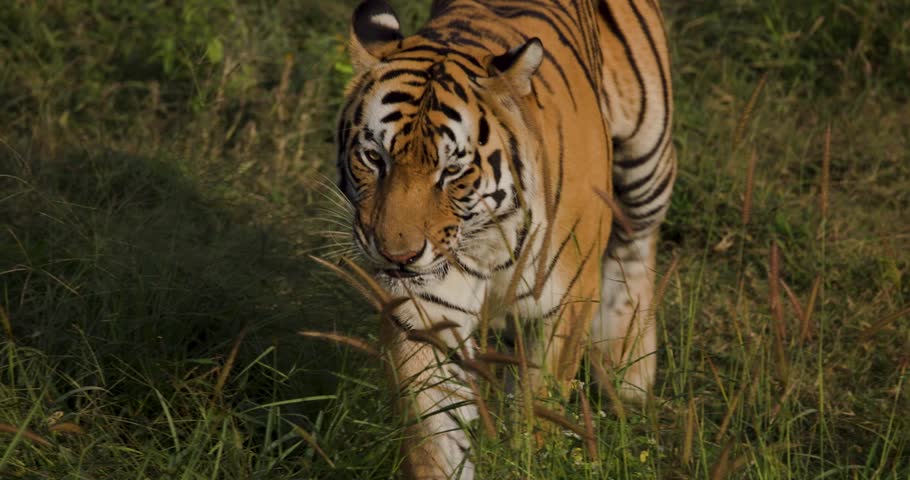 Bengal Tiger Slow motion walk in grass land of the Sundarbans, 4K very sharp