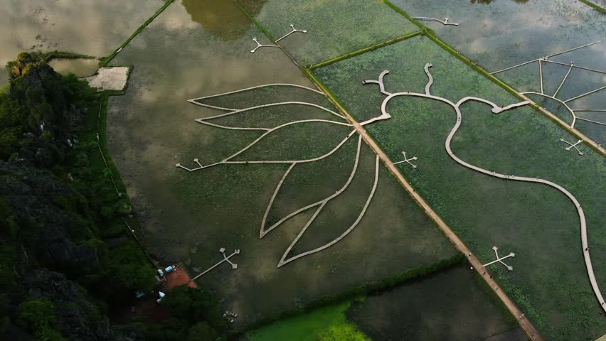 Wooden boardwalk shaped like giant lotus flower winds across green flooded field seen from above, in Ninh Binh.