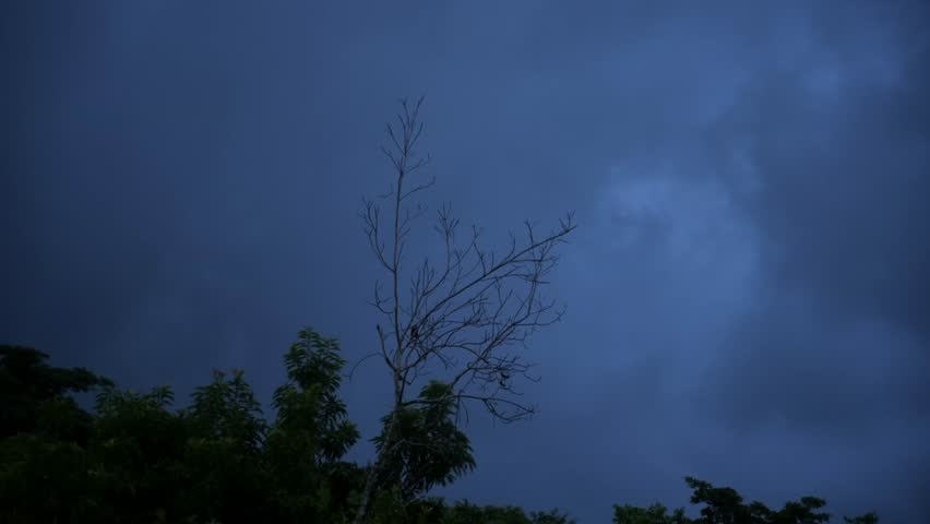 Timelapse of rolling storm clouds coming over some foliage in far northern Australia. Dark, silhouetted clip, fixed camera position.
