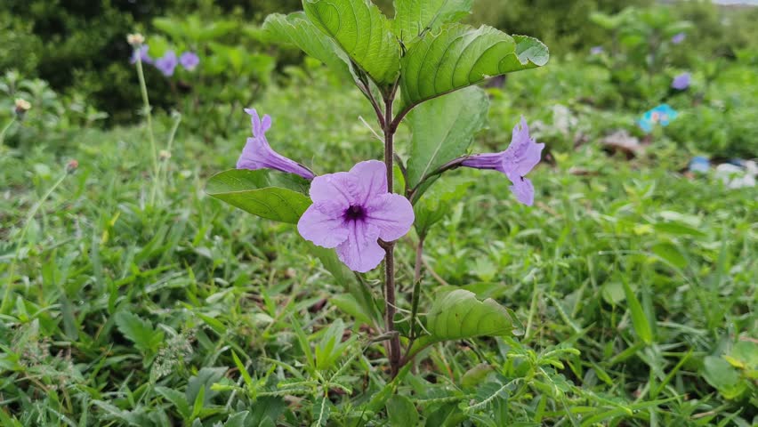 eautiful purple Ruellia flower in a lush meadow. Nature background with vibrant green grass and soft outdoor lighting.