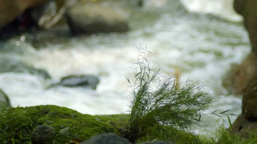 A peaceful 4K nature shot featuring a cluster of wild green grass growing on moss-covered rocks in the foreground. In the background, a rushing river stream creates a soft, white-water bokeh effect as it flows over stones. The composition emphasizes the contrast between the static, vibrant green moss and the dynamic, energetic movement of the water. This high-definition footage is ideal for travel videos, meditation content, environmental conservation projects, and any production looking to capture the refreshing and tranquil atmosphere of a forest river or mountain stream.