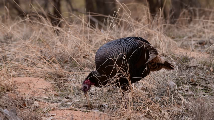 Horizontal 4K real-time video of a wild turkey walking and pecking at plants on the ground in Zion National Park, Utah. The footage highlights natural bird behavior in a desert canyon landscape with red rock formations.