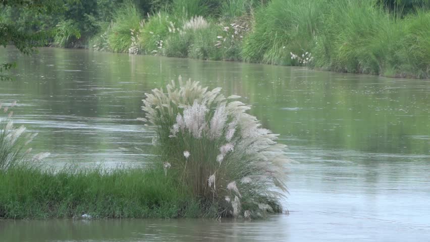 Serene River Landscape with Lush Green Banks and Flowering Kans Grass
