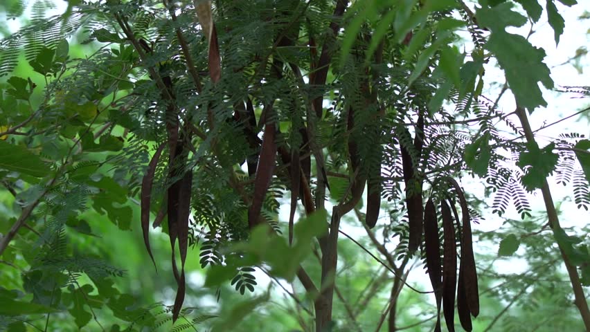 Acacia Tree with Ripe Seed Pods Hanging from its Branches
