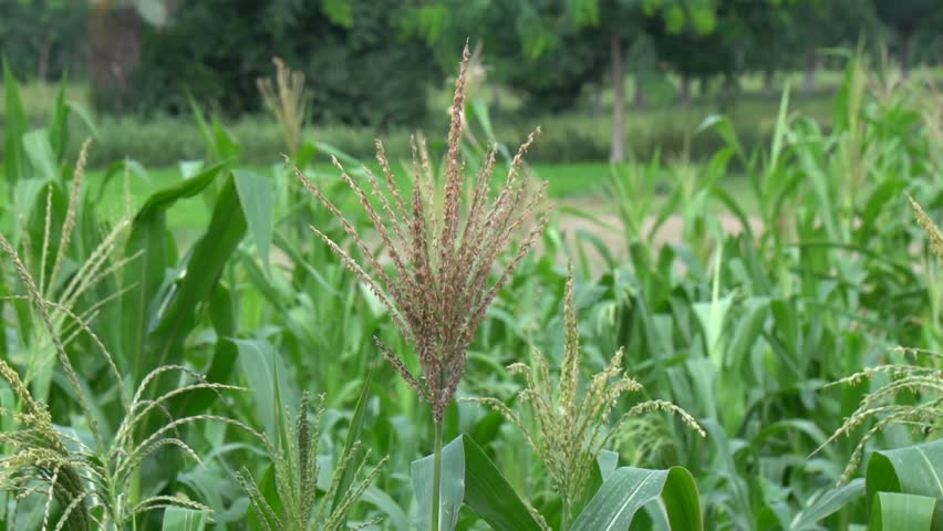 Corn Tassels in a Lush Green Agricultural Field
