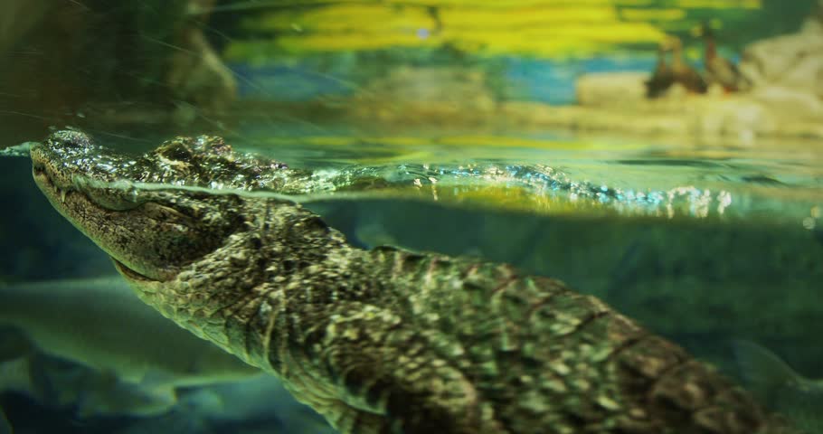 Shanghai, China. Chinese Alligator Fast Swimming In Shanghai Ocean Aquarium. Crocodilian Endemic To China. Young Chinese Alligator, Close-up View. Its Armored Scales Gleaming.