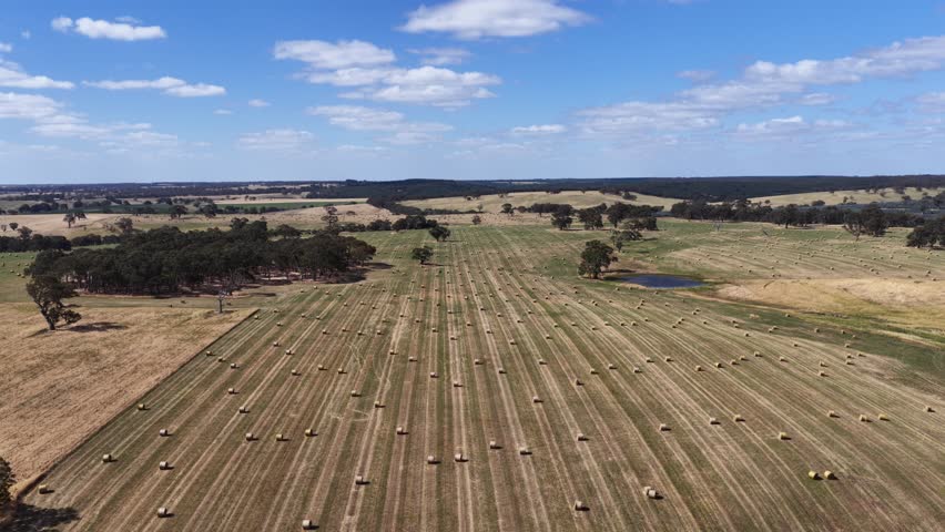 Baling hay bales in a field In Australian. Making silage rolls in a meadow 