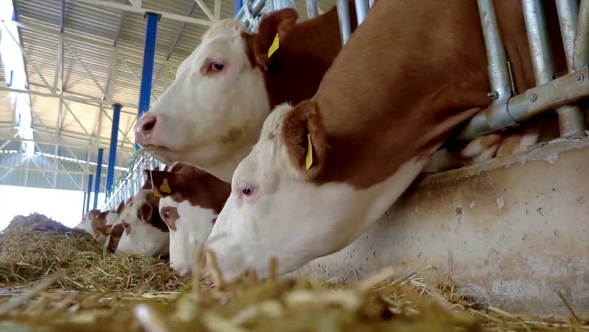 A Slow Motion Shot Of Healthy Cattle Cows In The Feedlot Pens Of A Huge Industrial Australian Cattle Property Cows in the Barn Running Toward Camera.