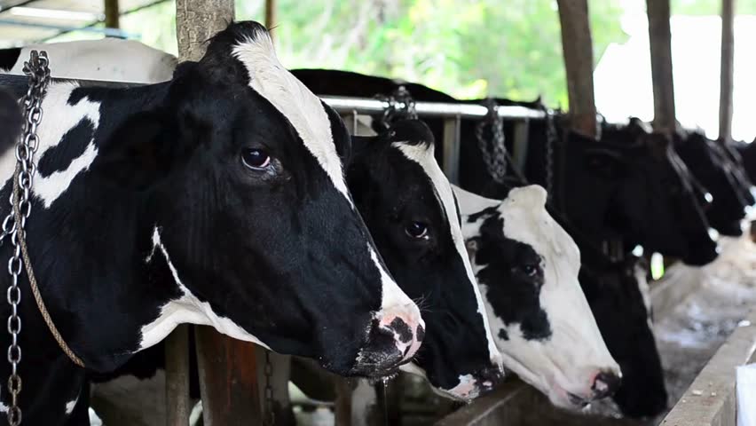black and white cows in the barn eating silage feed Cow feeding in cowshed. Ecologically friendly farming business. Livestock dairy farming domestic
