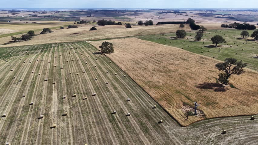 Baling hay bales in a field In Australian. Making silage rolls in a meadow 