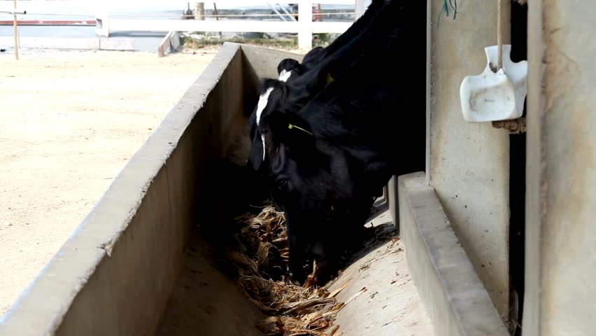 A slow-motion scene rural area feeding a herd of cows with hay or straw as the sun approaches in the evening, Cows in a farm. Dairy cows domestic