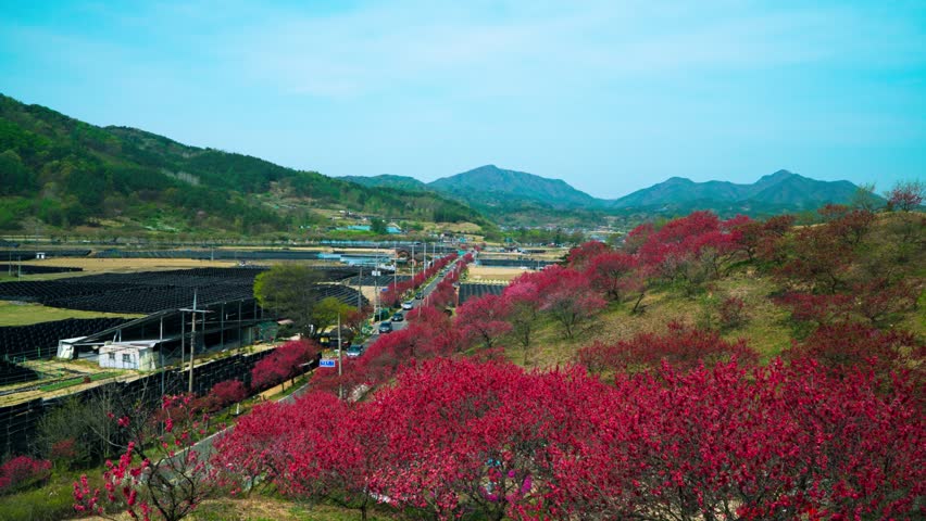 High angle view of vibrant red peach blossoms lining road through rural valley with ginseng fields in Geumsan Hongdo village during spring season in South Korea