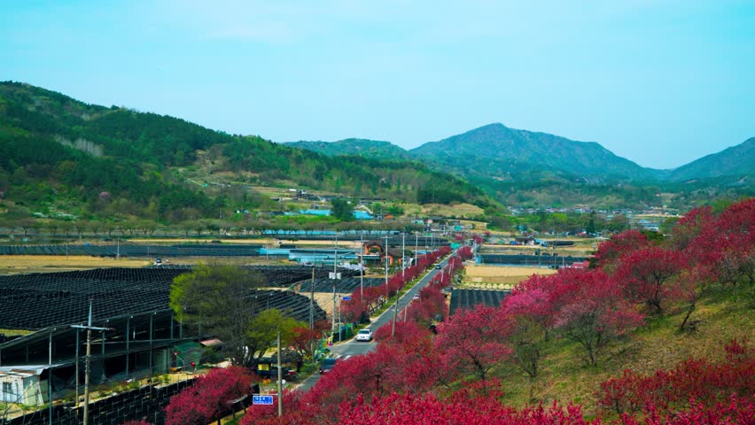 Panoramic landscape of Love Flower Road with red peach trees blooming against lush green mountains and rural valley in Geumsan Hongdo village South Korea