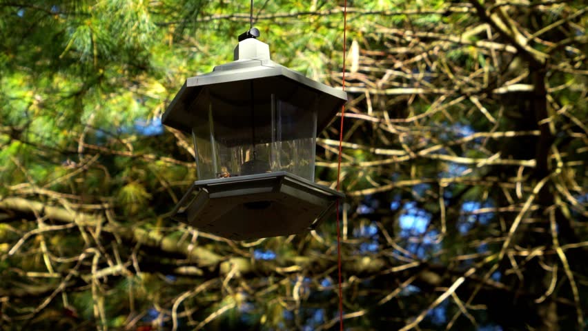 Nuthatch Bird Flies To A Bird Feeder For A Snack In A Wooded Forest Bokeh Background