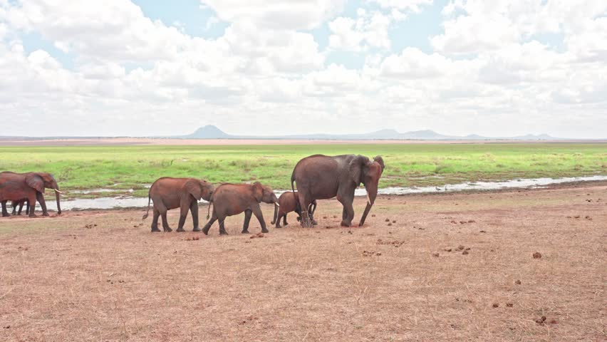 Herd of Elephant walking in Tarangire National Park