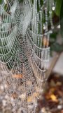 Close-up macro footage of a spider web perfectly built and covered with water droplets. Natural pattern, delicate structure, balance, resilience and beauty of nature after rain. - Powered by Shutterstock - Get 15% off with code: PIKWIZARD15