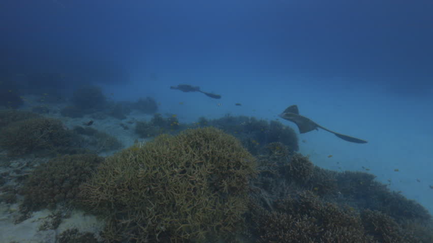 Cowtail ray gliding underwater on the Great Barrier Reef, Heron Island (slow motion)