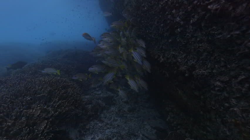 School of Stripey Snapper swim alongside a shipwreck on the Great Barrier Reef, Heron Island - slow motion