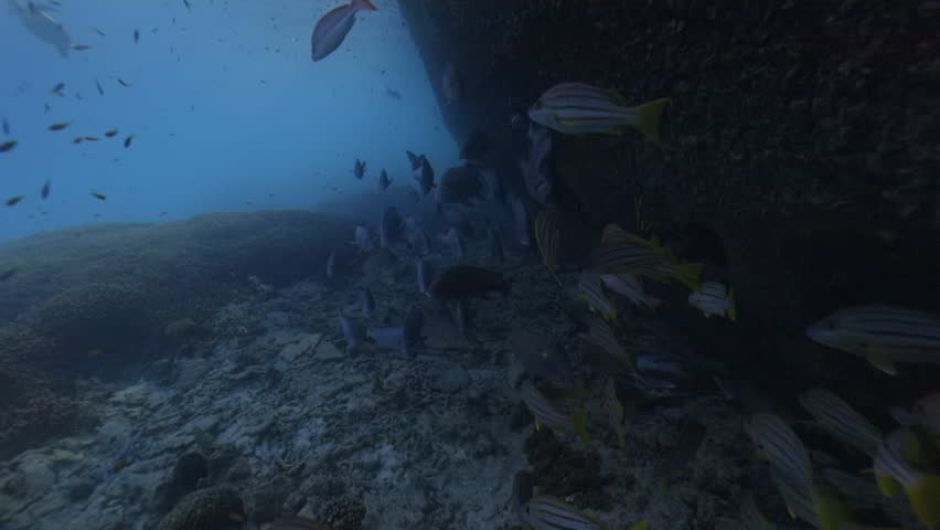School of Stripey Snapper swim into a school of red bass on the Great Barrier Reef, Heron Island - Slow Motion