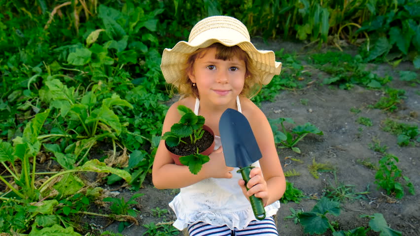 A child plants strawberries in the garden. Selective focus.