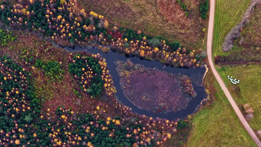 Aerial view of winding river in fall landscape with dirt road and colorful trees