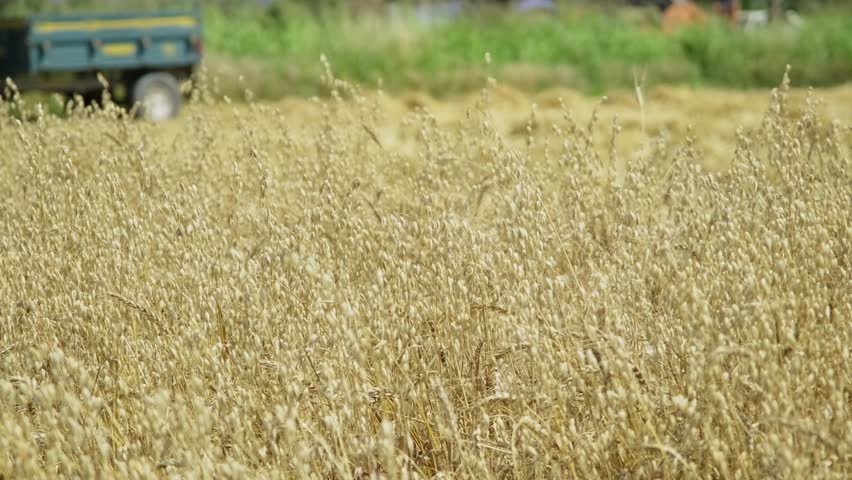 Close-up of a combine harvester gliding through a golden oat field, reel spinning and blades cutting ripe grain under a bright summer sky during harvest on the rural landscape