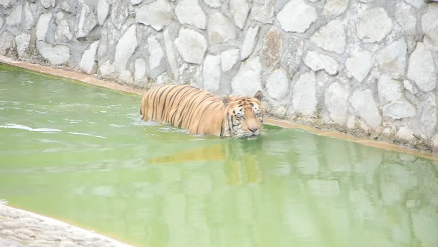Tiger swimming at the edge of the pool, video of tiger swimming, footage of tiger walking in water