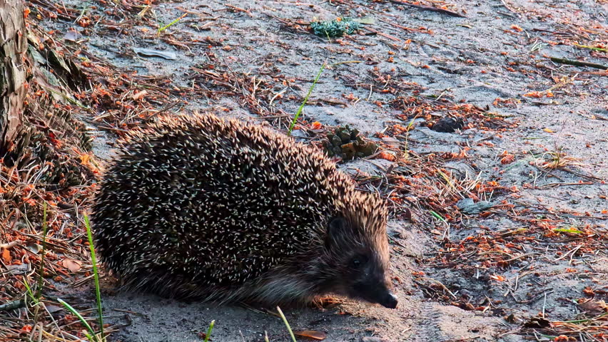 A small European hedgehog explores the forest floor at twilight, its spiny back catching the last warm light on a bed of dry leaves and twigs.