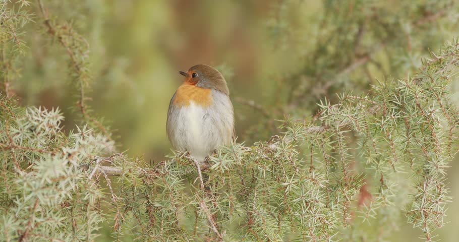 European robin (erithacus rubecula) perched on a common juniper branch in winter