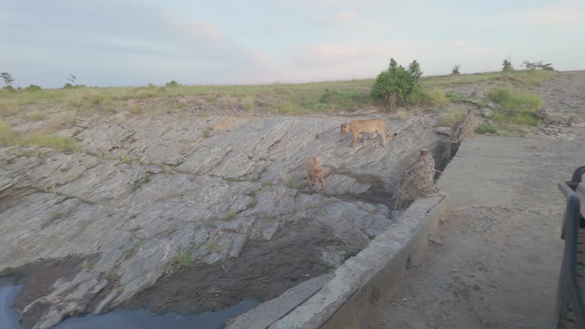 Two Lionesses Walk Along Rocky Stream in the Wilderness