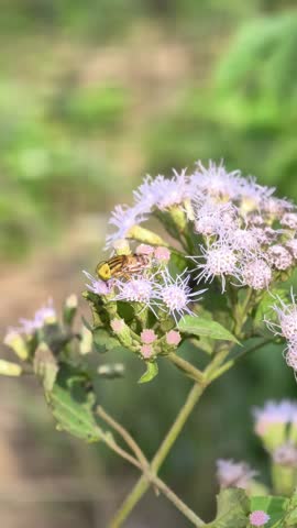 ​Macro shot of a Hoverfly (Eristalinus taeniops) pollinating light purple wildflowers in a sunlit garden.
