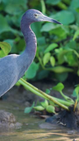 Little blue heron standing still in a river, carefully searching for prey. The bird is surrounded by lush green foliage in its natural habitat
