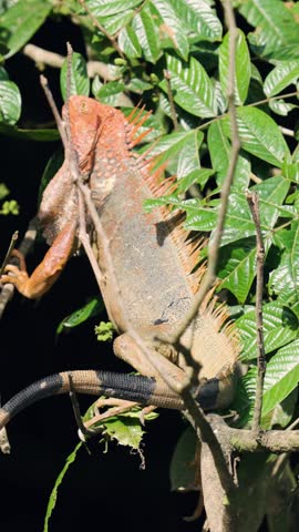 Large male iguana with orange coloration during mating season climbing a tree at night in the sierpe mangrove forest of costa rica