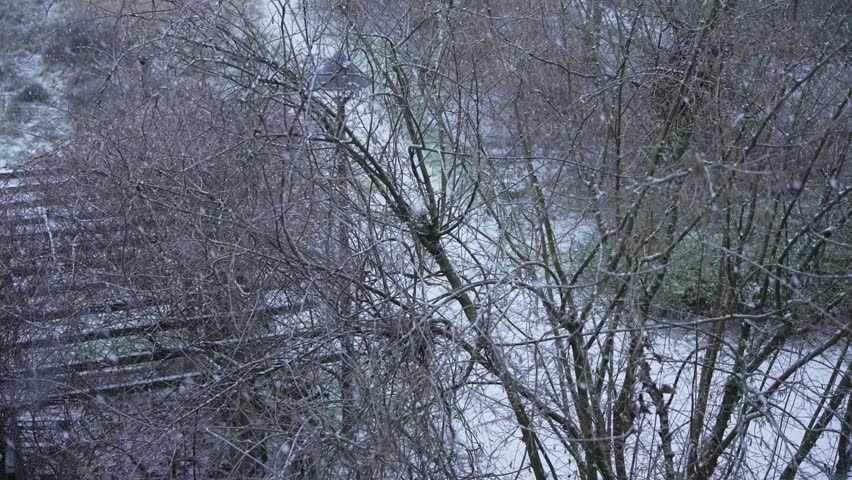 Light snow drifts across intertwined leafless shrubs and trees in a winter landscape. The slow snowfall emphasizes stillness, texture, and the subdued tones of the season.