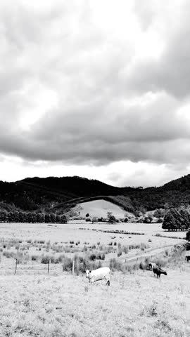 Peaceful Black and White Rural Landscape with Grazing Cows in Open Pasture, Scenic Countryside Hills under Dramatic Cloudy Sky, video Nature Background