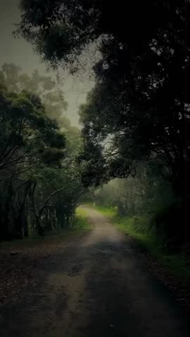 Misty forest pathway with soft sunlight filtering through dense trees, creating a calm and mysterious atmosphere. Ideal for nature, travel, meditation, and cinematic scenes.