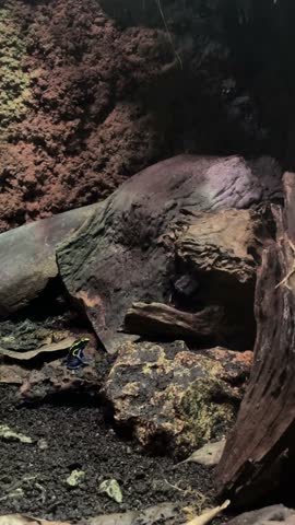 Tiny Neon Frog On Log, Moist Rainforest Substrate With Moss, Leaf Litter
