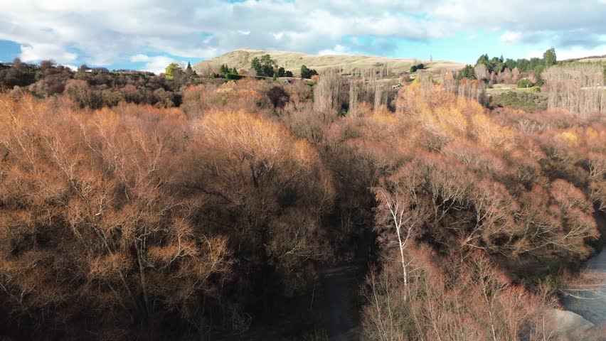 Aerial footage over autumn willow trees