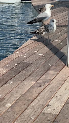 Seagulls Perched on Wooden Dock Overlooking Harbor Near Aquarium. High quality 4k footage