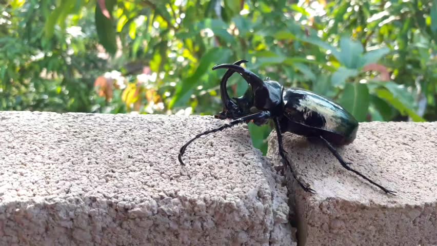 three-horned bug black brown male in forest will leave trunk of tree, be wall climbing fighting beetle animal Thailand.