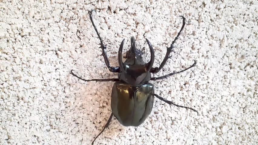 three-horned bug, big black brown male in forest will leave trunk of the tree, be wall climbing fighting beetle animal Thailand.