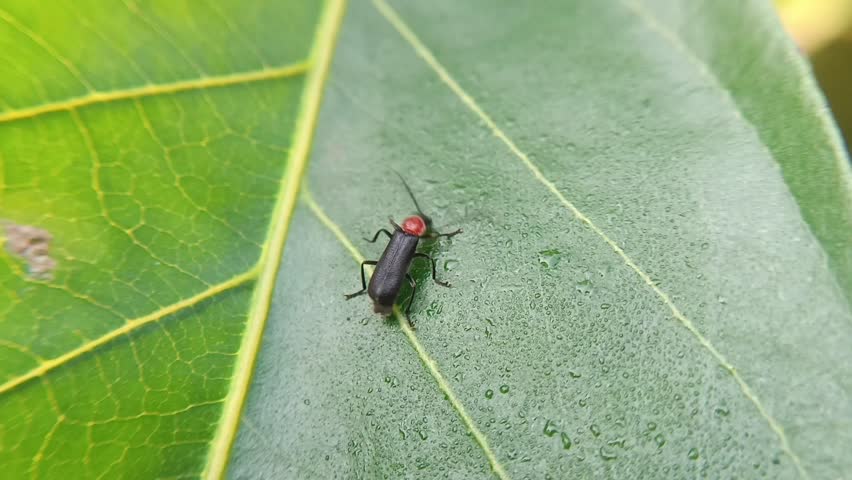 Leaf beetle (cantharis pellucida) on leaves, sleek, shiny black body, orange head and a pair of long, serrated antennae