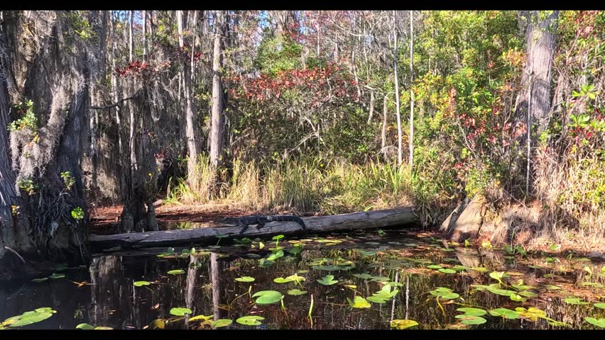 Okefenokee National Wildlife Refuge, Folkston, Georgia. 2025.11.19.