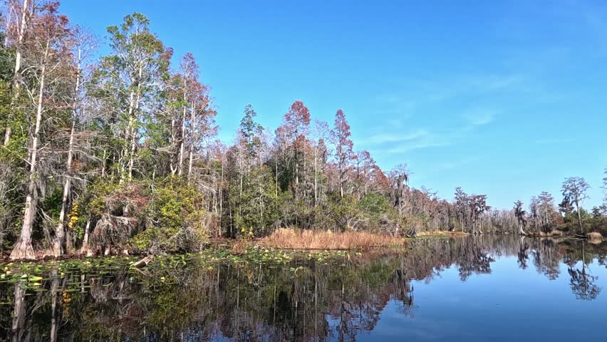 Okefenokee National Wildlife Refuge, Folkston, Georgia. 2025.11.19.