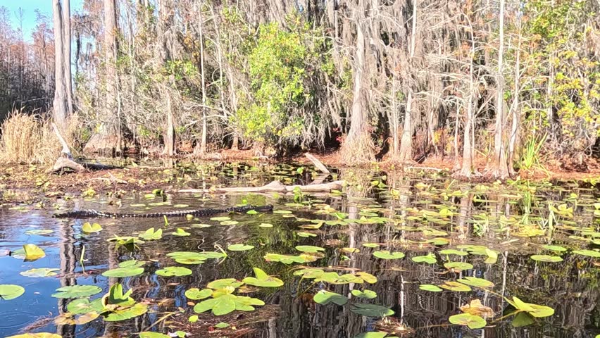 Okefenokee National Wildlife Refuge, Folkston, Georgia. 2025.11.19.