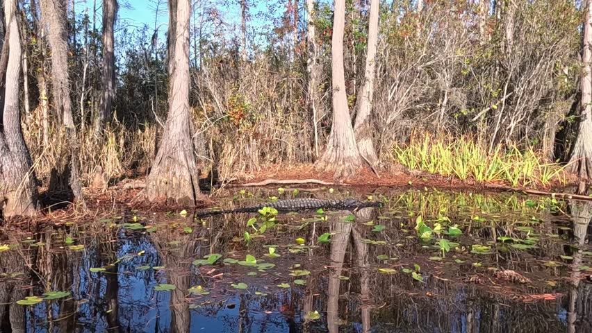 Okefenokee National Wildlife Refuge, Folkston, Georgia. 2025.11.19.