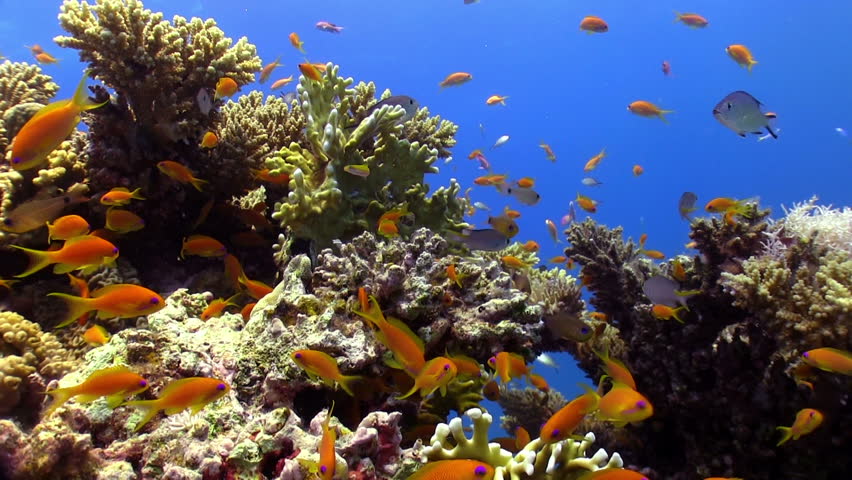 Colorful Fish on Vibrant Coral Reef, static scene, Red sea